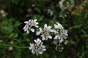 David Plant Photography - Wildlife Photographer - Coriander - A