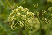 David Plant Photography - Wildlife Photography - Alexanders - A