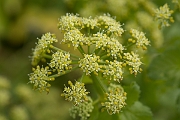 David Plant Photography - Wildlife Photography - Alexanders - B