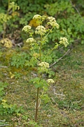 David Plant Photography - Wildlife Photography - Alexanders - D