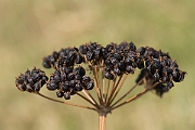 David Plant Photography - Wildlife Photography - Alexanders - F
