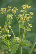 David Plant Photography - Wildlife Photography - Alexanders - G
