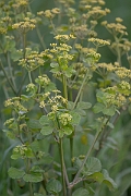David Plant Photography - Wildlife Photography - Alexanders - H