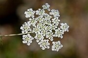 David Plant Photography - Wildlife Photography - Bullwort - B