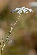 David Plant Photography - Wildlife Photography - Bullwort - J