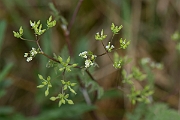 David Plant Photography - Wildlife Photography - Bur chervil - A