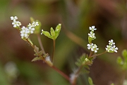David Plant Photography - Wildlife Photography - Bur chervil - D