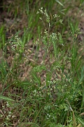 David Plant Photography - Wildlife Photography - Bur chervil - G