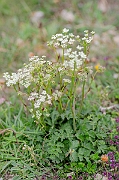David Plant Photography - Wildlife Photography - Burnet-saxifrage - A