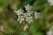 David Plant Photography - Wildlife Photography - Cow parsley - C