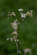 David Plant Photography - Wildlife Photography - Cow parsley - E