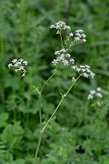 David Plant Photography - Wildlife Photography - Cow parsley - G