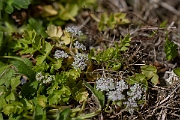 David Plant Photography - Wildlife Photography - Creeping marshwort - C