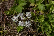 David Plant Photography - Wildlife Photography - Creeping marshwort - D