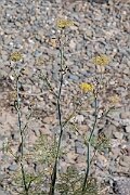David Plant Photography - Wildlife Photography - Fennel - A