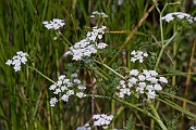 David Plant Photography - Wildlife Photography - Fine-leaved water-dropwort - A