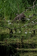 David Plant Photography - Wildlife Photography - Fine-leaved water-dropwort - D