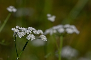 David Plant Photography - Wildlife Photography - Fine-leaved water-dropwort - E