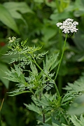 David Plant Photography - Wildlife Photography - Fool's parsley - B