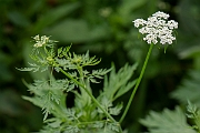 David Plant Photography - Wildlife Photography - Fool's parsley - C