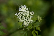 David Plant Photography - Wildlife Photography - Fool's parsley - E