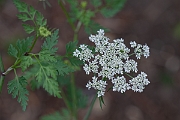 David Plant Photography - Wildlife Photography - Fool's parsley - F