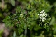 David Plant Photography - Wildlife Photography - Fool's parsley - d