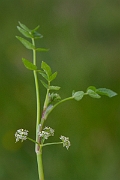 David Plant Photography - Wildlife Photography - Fool's watercress - A