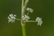 David Plant Photography - Wildlife Photography - Fool's watercress - B