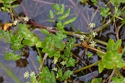 David Plant Photography - Wildlife Photography - Fool's watercress - C