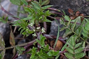 David Plant Photography - Wildlife Photography - Fool's watercress - D
