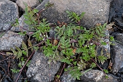 David Plant Photography - Wildlife Photography - Fool's watercress - E