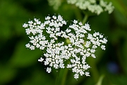 David Plant Photography - Wildlife Photography - Ground elder - B