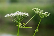 David Plant Photography - Wildlife Photography - Ground elder - C