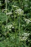 David Plant Photography - Wildlife Photography - Hemlock - B