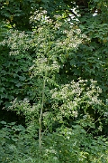 David Plant Photography - Wildlife Photography - Hemlock - C