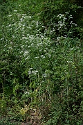 David Plant Photography - Wildlife Photography - Hemlock - D