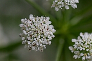 David Plant Photography - Wildlife Photography - Hemlock water-dropwort - H