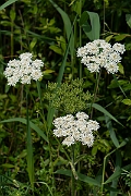 David Plant Photography - Wildlife Photography - Hogweed - C