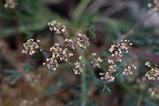 David Plant Photography - Wildlife Photography - Honewort - B