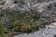 David Plant Photography - Wildlife Photography - Honewort - C