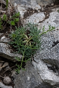 David Plant Photography - Wildlife Photography - Honewort - D
