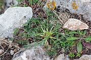 David Plant Photography - Wildlife Photography - Honewort - E