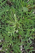 David Plant Photography - Wildlife Photography - Knotted hedge-parsley - A