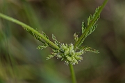 David Plant Photography - Wildlife Photography - Knotted hedge-parsley - D