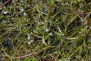 David Plant Photography - Wildlife Photography - Lesser marshwort - A