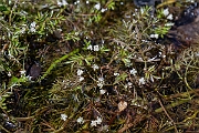 David Plant Photography - Wildlife Photography - Lesser marshwort - B