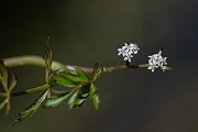 David Plant Photography - Wildlife Photography - Lesser marshwort - C