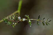 David Plant Photography - Wildlife Photography - Lesser marshwort - D