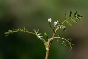 David Plant Photography - Wildlife Photography - Lesser marshwort - F